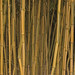 Photo: Yellow Groove Bamboo