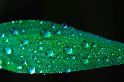 What it's all about..(Dewdrops Series # 08)