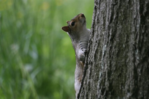 Pensive squirrel on a tree