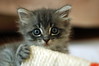 Kittens! by nicsuzor, on Flickr