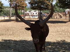 Fasano zoo: vatussi • <a style="font-size:0.8em;" href="https://www.flickr.com/photos/21727040@N00/2778882779/" target="_blank">View on Flickr</a>
