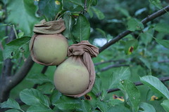two covered apples