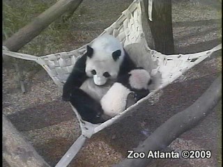 Zoo Atlanta9-Xi Lan with Lun in Hammock Playing Tues Jan 6, 09