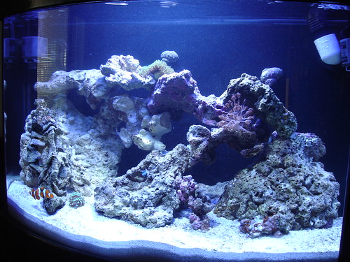 Update: 36 Gallon Bow Front Reef Tank Project | 3reef Aquarium Forums