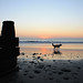 Tywyn beach and dog