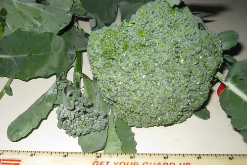 Broccoli from dad's garden