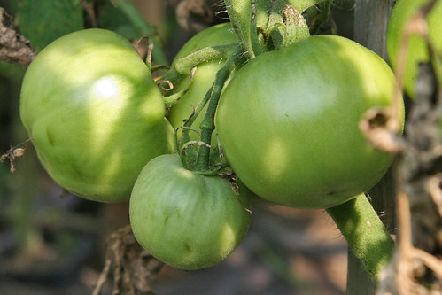 my tomatoes 3