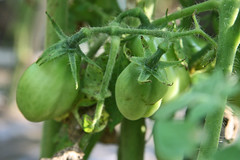 my tomatoes 2