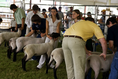judging the sheep