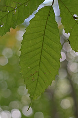 American Chestnut Leaf