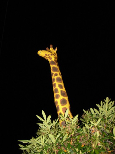 Giraffe-spotting in Roosevelt
