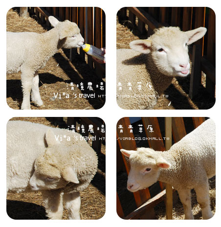 【清境一日遊】清境農場青青草原區～可愛綿羊秀篇