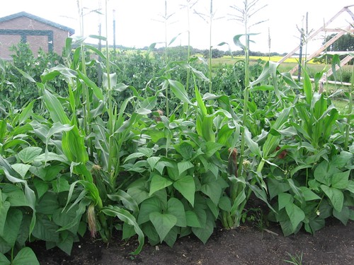 Corn & Beans Interplanted