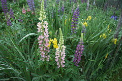 more lupines