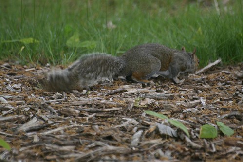 Squirrel foraging through wood chips
