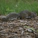 Squirrel foraging through wood chips