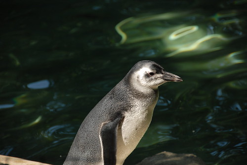 African Penguin (Spheniscus demersus)
