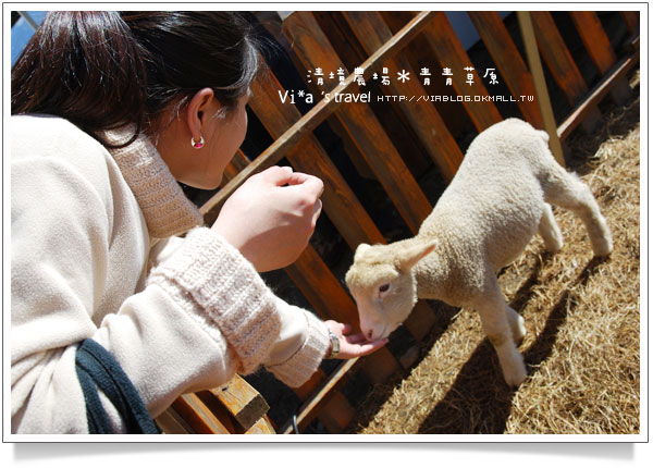 【清境一日遊】清境農場青青草原區～可愛綿羊秀篇