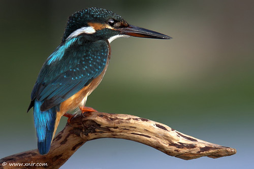 The Common Kingfisher...