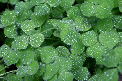 drops on clover