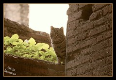 Roma , gattino al Foro di Traiano ( IT )
