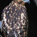 Galapagos Hawk • <a style="font-size:0.8em;" href="http://www.flickr.com/photos/29675049@N05/2808461791/" target="_blank">View on Flickr</a>