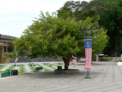 Malayischer Baum