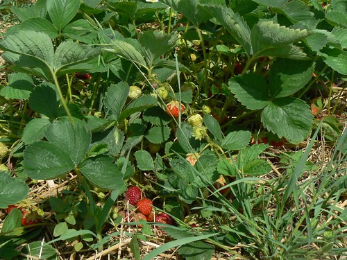 Lots of strawberries to pick