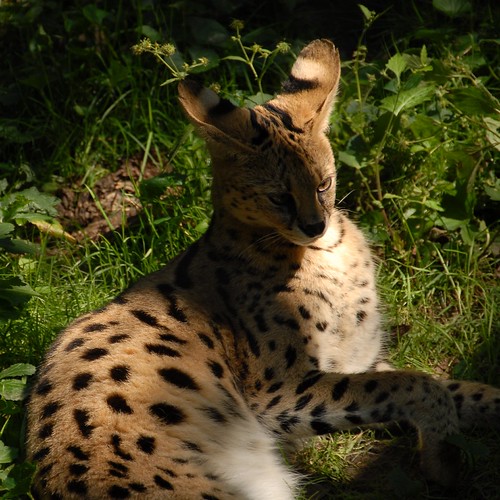 Serval (Leptailurus serval)