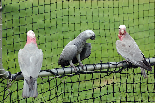 Heat Stroke in Parrots | African Grey & Galah