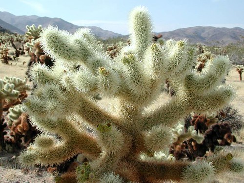22_cholla_cactus