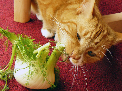 Cats who like fennel