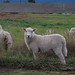 Schafe vor unserem Hostel