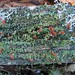 Lichen on a dead tree