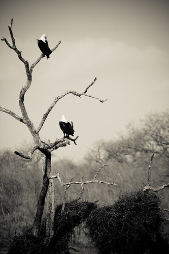 two bald eagles