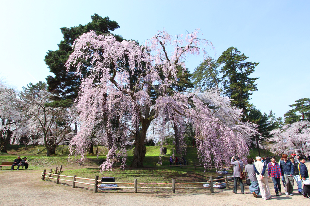 Hirosaki Park Sakura (13)
