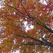 Red and yellow canopy top tree
