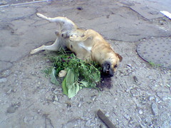 Dead dog
