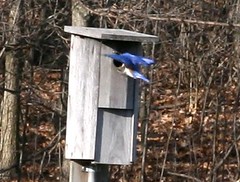 male eastern blluebird