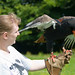 Bateleur Eagle as flown by Carol