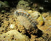 Unidentified Hairy Caterpillar with Orange Spots