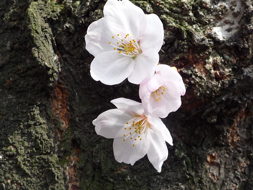 武蔵浦和の桜