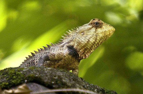 Garden Lizard - a photo on Flickriver