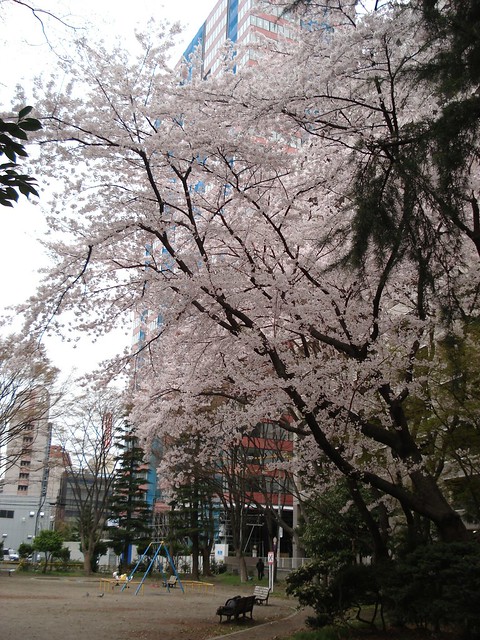 五橋公園の桜が満開です。マンションも完成...