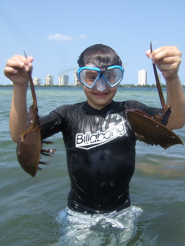 Chase with horseshoe crabs
