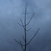 Sparse branch against grey sky