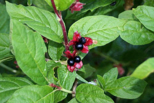 Twinberry by J. N. Stuart, on Flickr