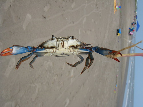 Crab Fishing 011