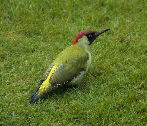 Green Woodpecker (male) in the back garden