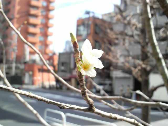 今年のサクラガーデンに植えてある桜はさす...